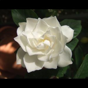 Meet your Posher, Siobhan